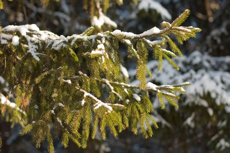 Fur-tree in snow a sunny dayの写真素材