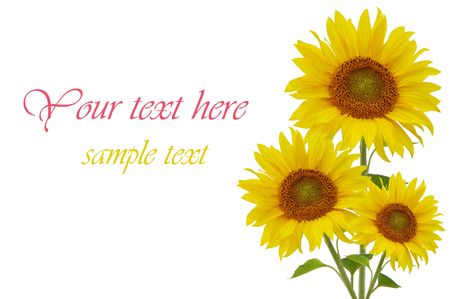 Yellow sunflowers isolated on white backgroundの写真素材