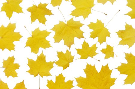 Autumn maple leaves  isolated on white backgroundの写真素材