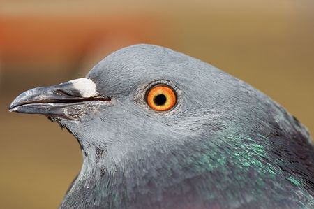 Pigeon head of profile in closeupの写真素材