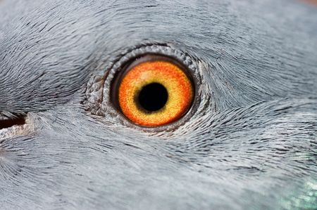 Eye of a pigeon closeupの写真素材