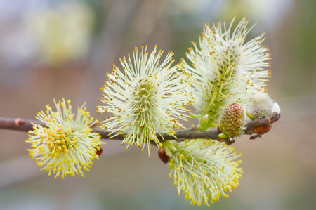 Branch of a willow against the brown background 