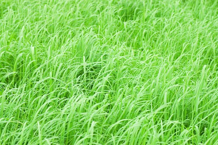 abstract close-up green grass の写真素材