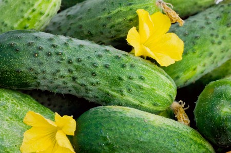 Green cucumber vegetable with leafs and flowersの写真素材