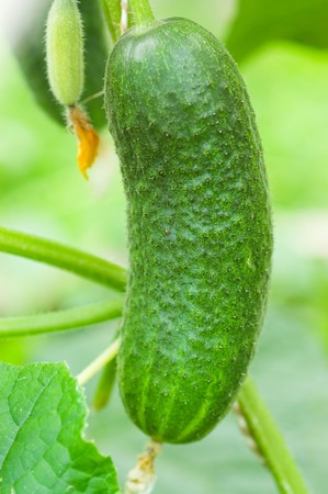 Small cucumber in the vegetable-garden の写真素材