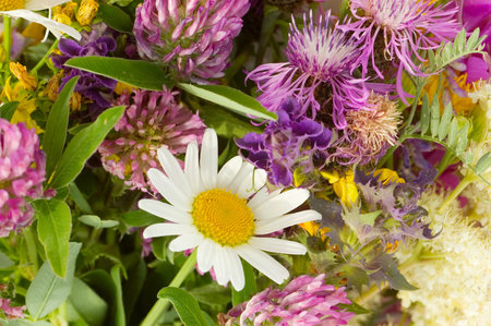 Bouquet of wild flowersの写真素材