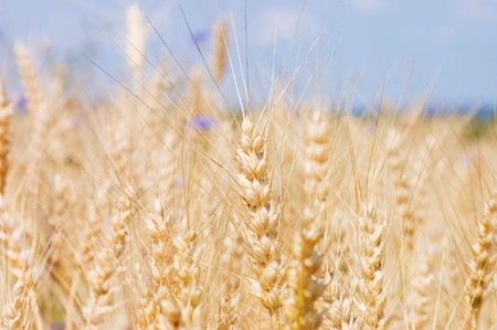 Ripe rye against the blue sky の写真素材
