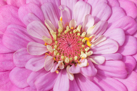 Close up of a pink flowerの写真素材