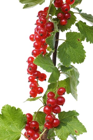 Branch of a red currant isolated on white background の写真素材