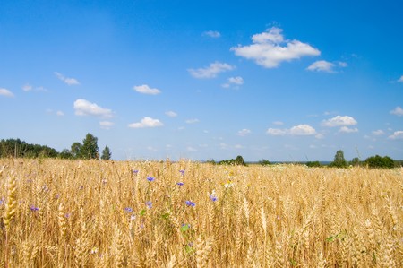 Ripe rye against the blue sky の写真素材