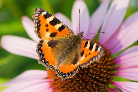 Colored butterfly on flower の写真素材