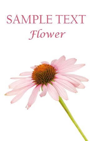 Close up of a pink flower isolated on whiteの写真素材