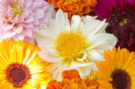 multi colored flowers pattern background の写真素材