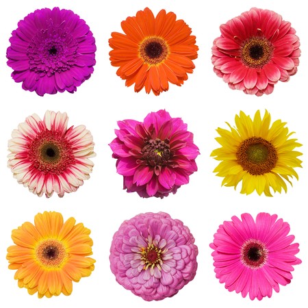 Beautiful flowers isolated on white backgroundの写真素材