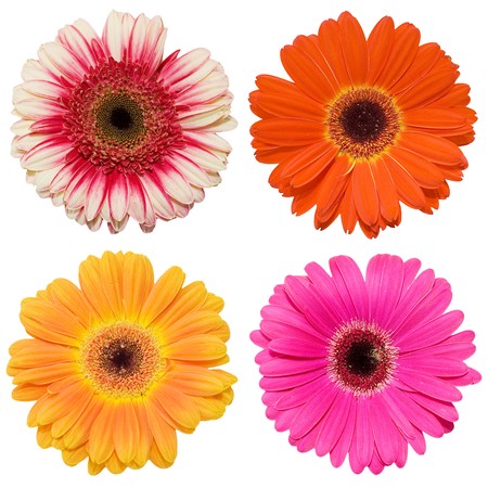 Beautiful flowers isolated on white backgroundの写真素材