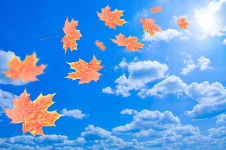 Flying autumn leaves against the blue skyの写真素材
