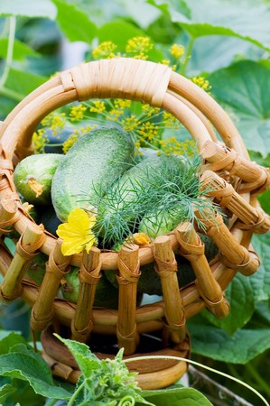 Crop of cucumbers in a basket の写真素材