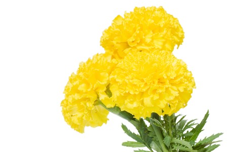 Beautiful flowers isolated on white backgroundの写真素材