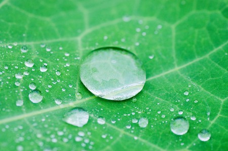 Water drops on fresh green leavesの写真素材