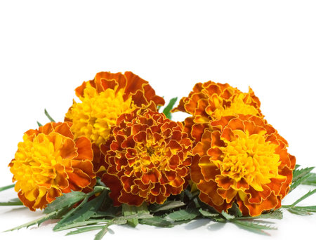 Beautiful flowers isolated on white background の写真素材