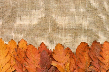 Autumn Leaves over Burlap backgroundの写真素材
