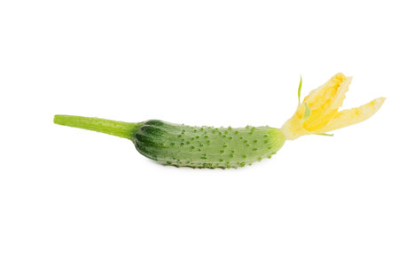Green cucumber vegetable with leafs and flowers isolated の写真素材