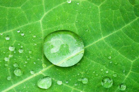 Water drops on fresh green leavesの写真素材