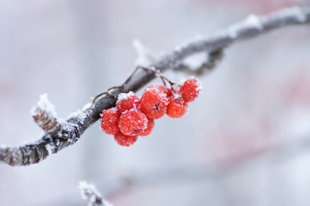 The frozen mountain ash on a branchの写真素材