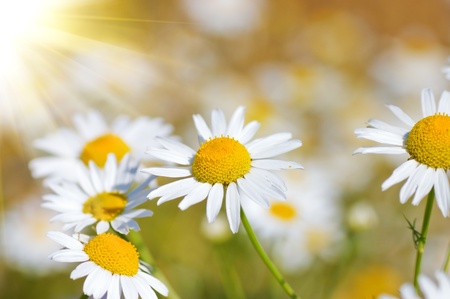 Field with camomilesの写真素材