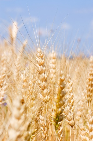 Ripe rye against the blue skyの写真素材