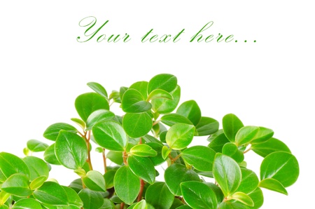 Green leafs isolated on white backgroundの写真素材