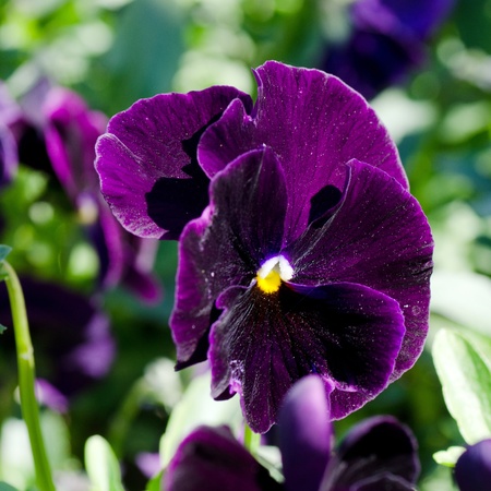 Beautiful spring flowersの写真素材