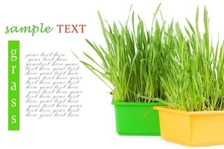 Green grass in a pot isolatedの写真素材