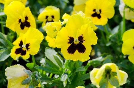 Beautiful spring flowersの写真素材