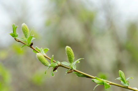 Branch of a willowの写真素材