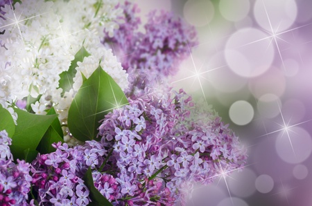 The beautiful lilac on a backgroundの写真素材