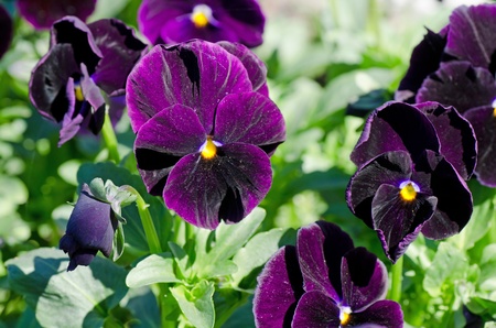 Beautiful spring flowersの写真素材