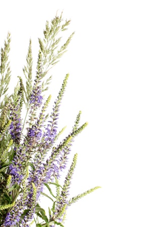 The beautiful flower isolated on white backgroundの写真素材