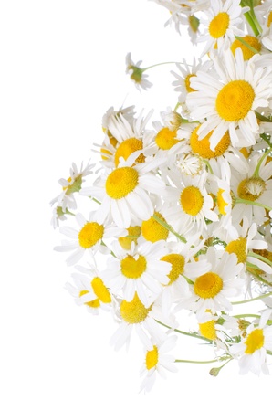 Bouquet of wild camomiles isolated on whiteの写真素材