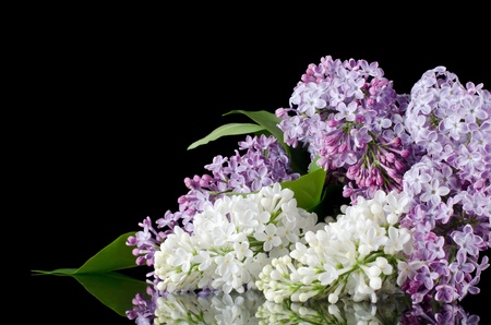 The beautiful lilac on a black backgroundの写真素材
