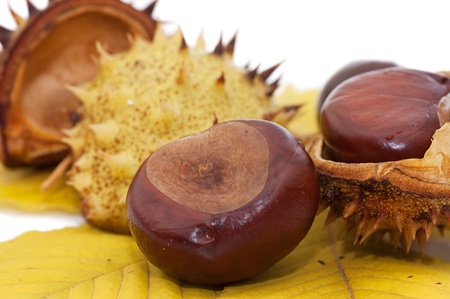 Brown chestnut nut closeup isolated on whiteの写真素材