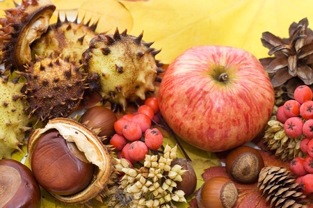 Autumn leaves and fruits as a backgroundの写真素材