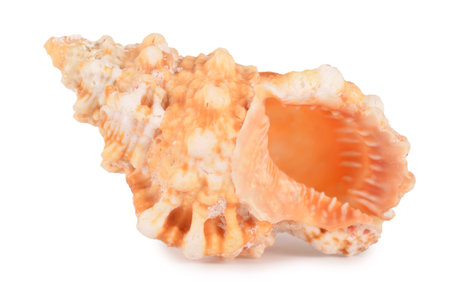 Sea shell isolated on a white background