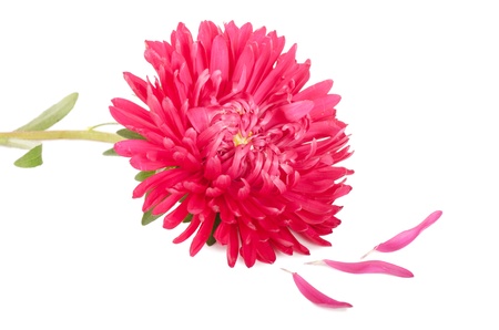 The aster flower isolated on white  backgroundの写真素材