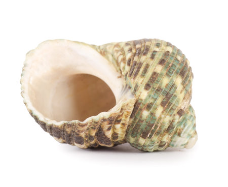 Sea shell isolated on a white background