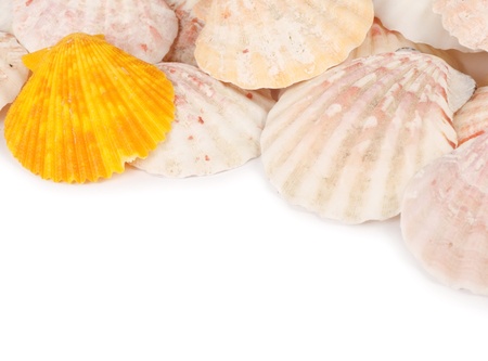 Sea shell isolated on a white backgroundの写真素材