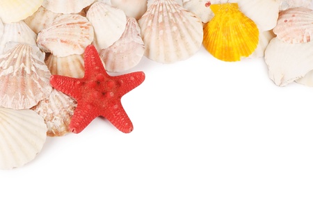 Sea shell isolated on a white backgroundの写真素材