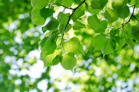 The spring leaves on a tree branchの写真素材