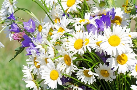 Bouquet of wild camomiles on a backgroundの写真素材