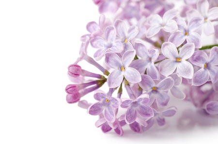 The beautiful lilac isolated on white backgroundの写真素材